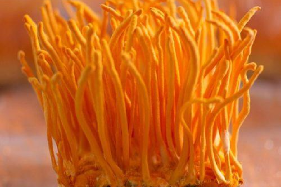 Đông trùng hạ thảo nuôi cấy là gì?