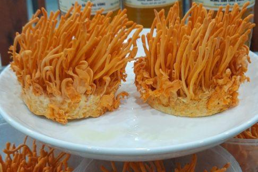 Tác dụng nấm đông trùng hạ thảo ngâm mật ong